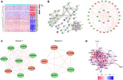 A Novel Pyroptosis-Related Signature for Predicting Prognosis and Indicating Immune Microenvironment Features in Osteosarcoma